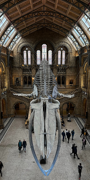 a huge dinosaur sceleton hanging in the sealing at the museum