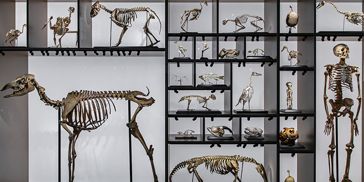 collection of sceletons from human and animals