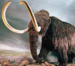 a woolly mammoth